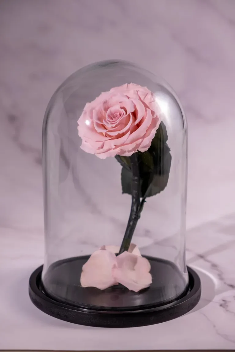 forevered-blush-rose-dome