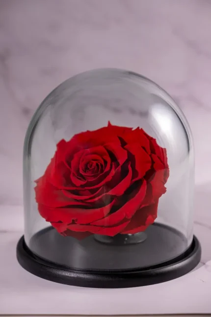 forevered-rose-dome